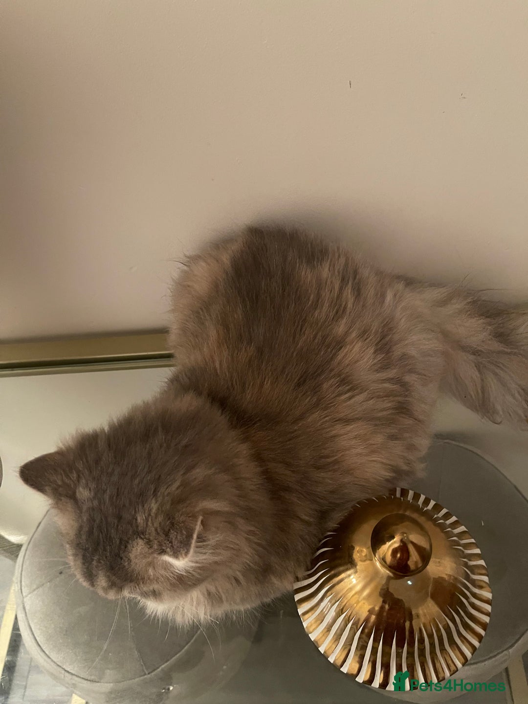 Persian cats for sale: persian kittens and mum - Advert 2