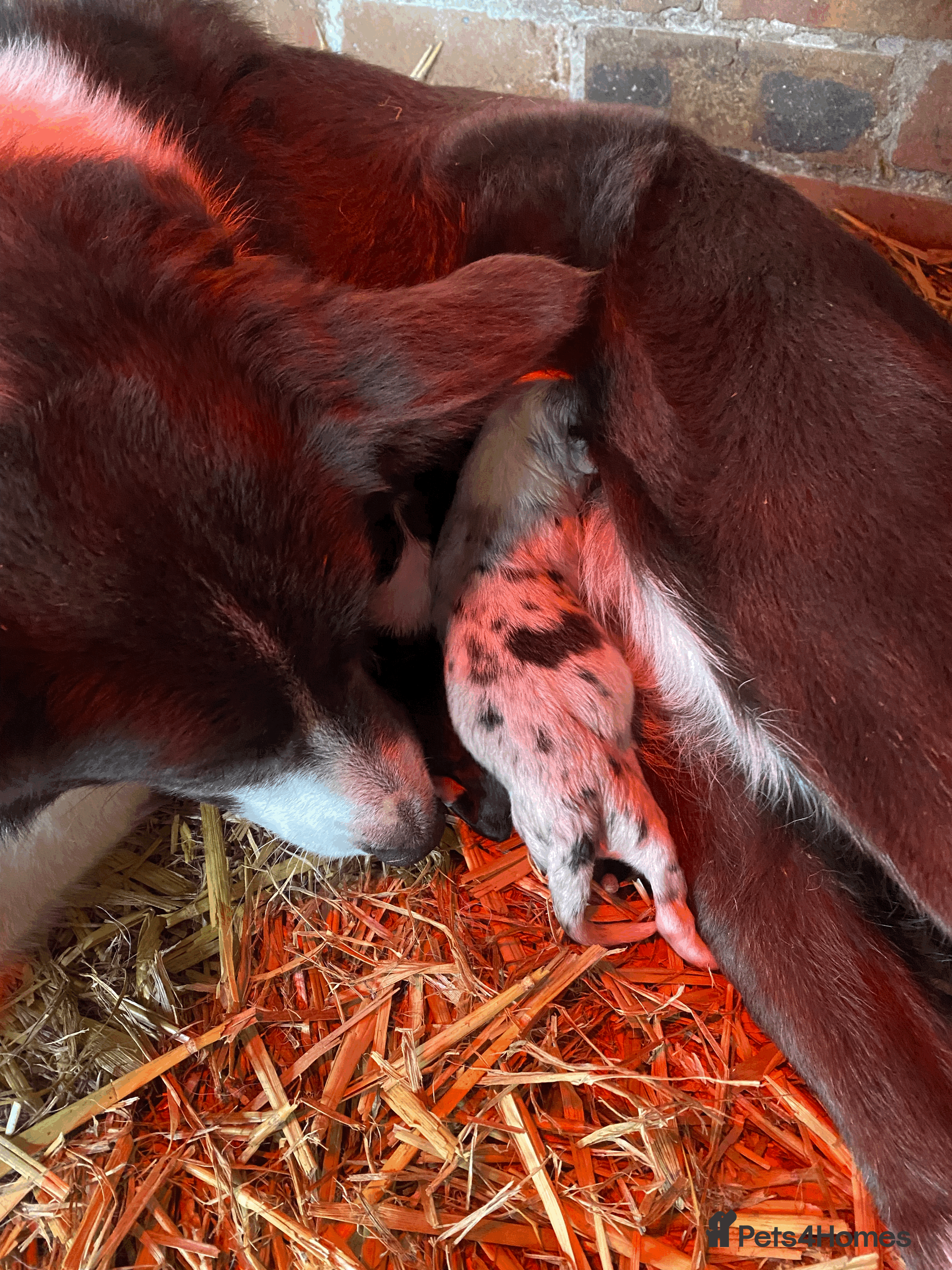 Border Collie dogs Collie pups - Advert 2