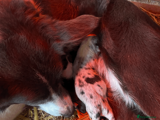 Border Collie dogs Collie pups - Advert 2