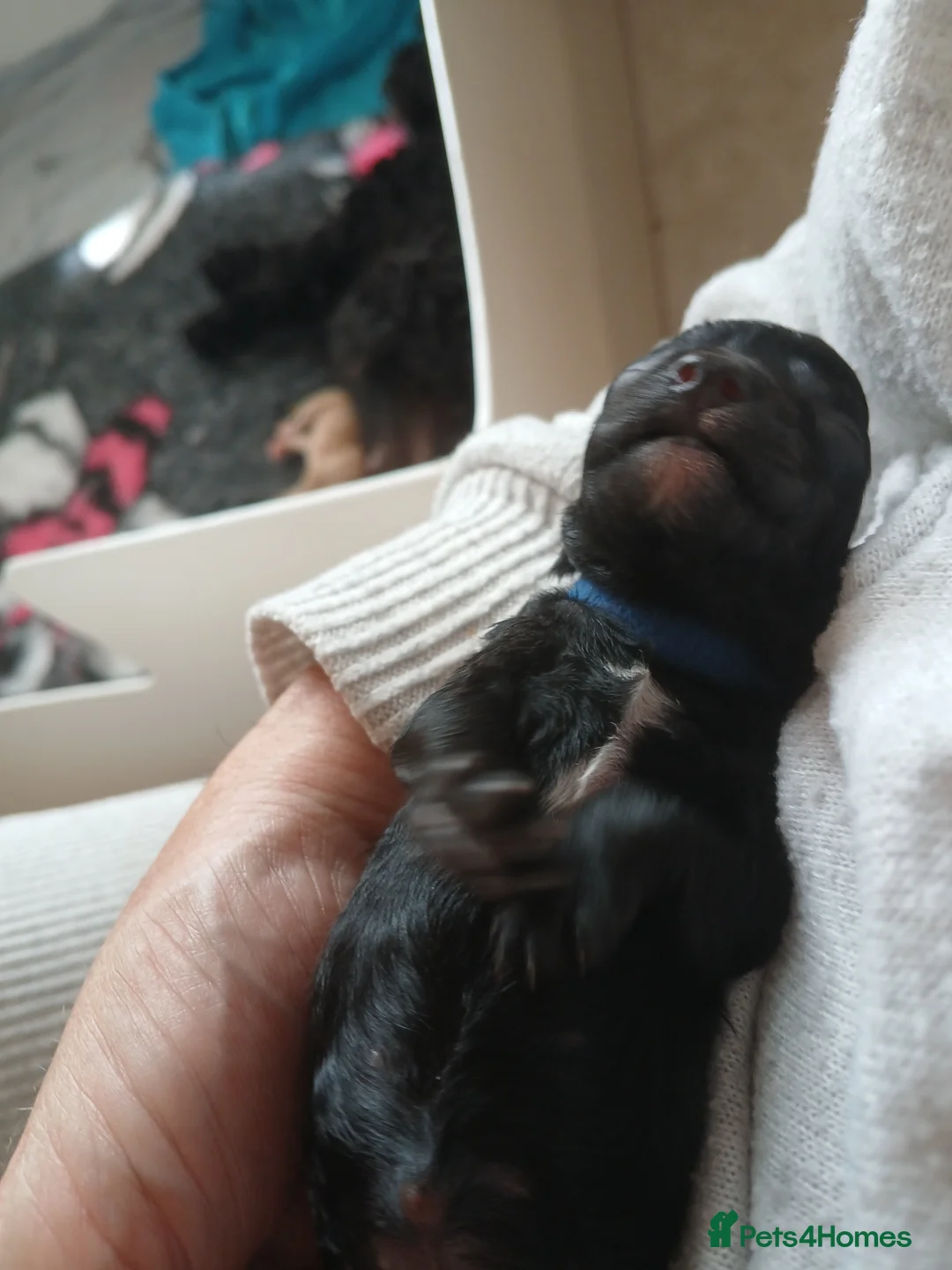 Mixed Breed dogs for sale: 3 Adorable F2B crested poos in Withernsea - Advert 15