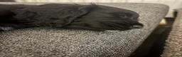 Cocker Spaniel dogs for sale: 1 Lovely Black Cocker Spaniel Girl Ready to Leave - Advert 10