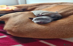 Whippet dogs for sale: KC Registered Whippet Puppies Scotland - Image 17