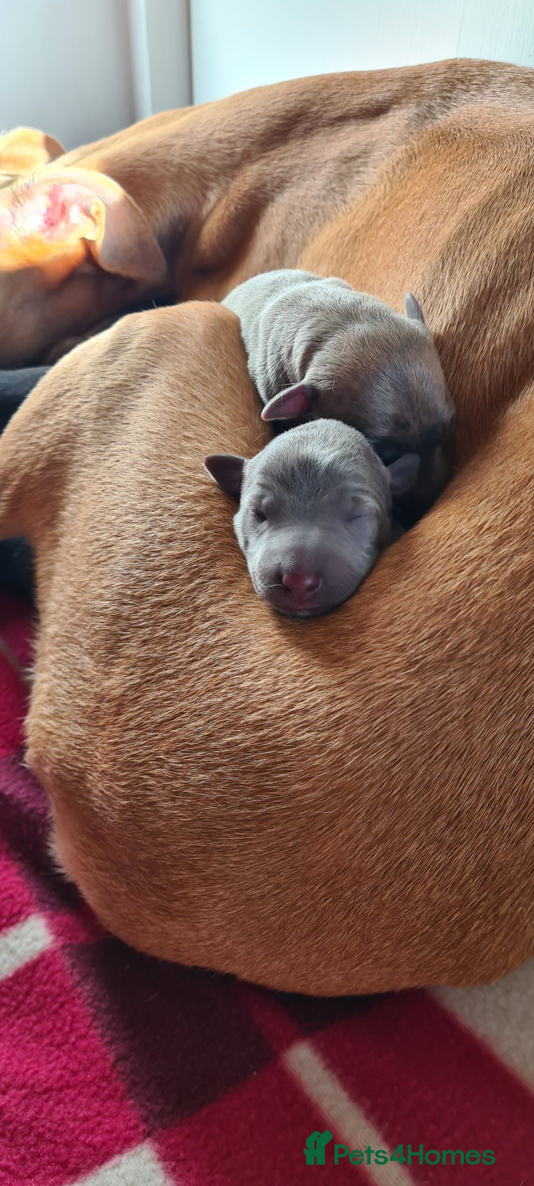 Whippet dogs for sale: KC Registered Whippet Puppies Scotland - Image 17