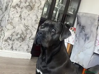 Cane Corso dogs Cane Corso - Advert 2