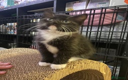Domestic Shorthair cats for sale: Kittens for sale  - Image 1