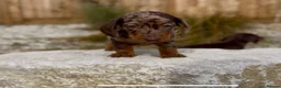 Miniature Dachshund dogs for sale: 1 year old Miniature Dachshund  in Waterlooville - Advert 14