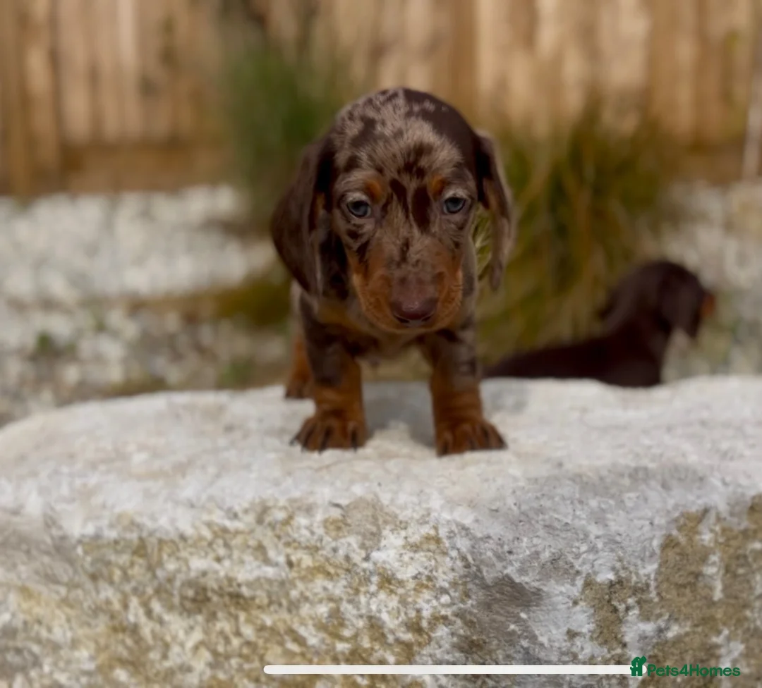 Miniature Dachshund dogs for sale: 1 year old Miniature Dachshund  in Waterlooville - Advert 14