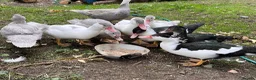 Ducks poultry for sale: Muscovy ducklings. - Advert 4