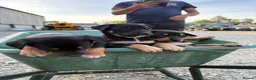 Australian Kelpie dogs for sale: Kelpie cross Collies in Launceston - Advert 3