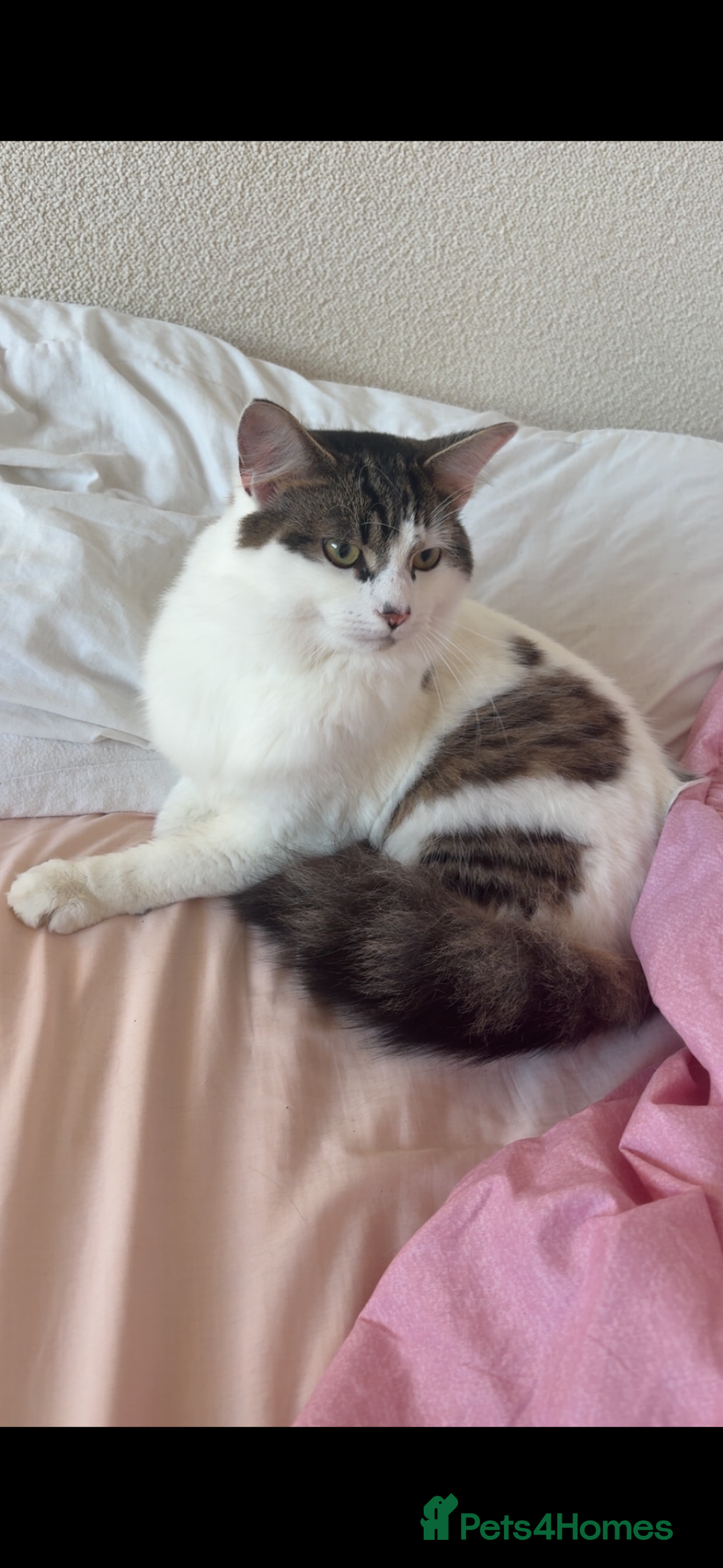 Maine Coon cats for sale: Maine coon - Advert 1