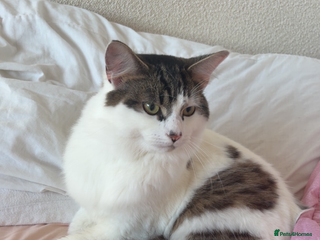 Maine Coon cats Tabby - Advert 16