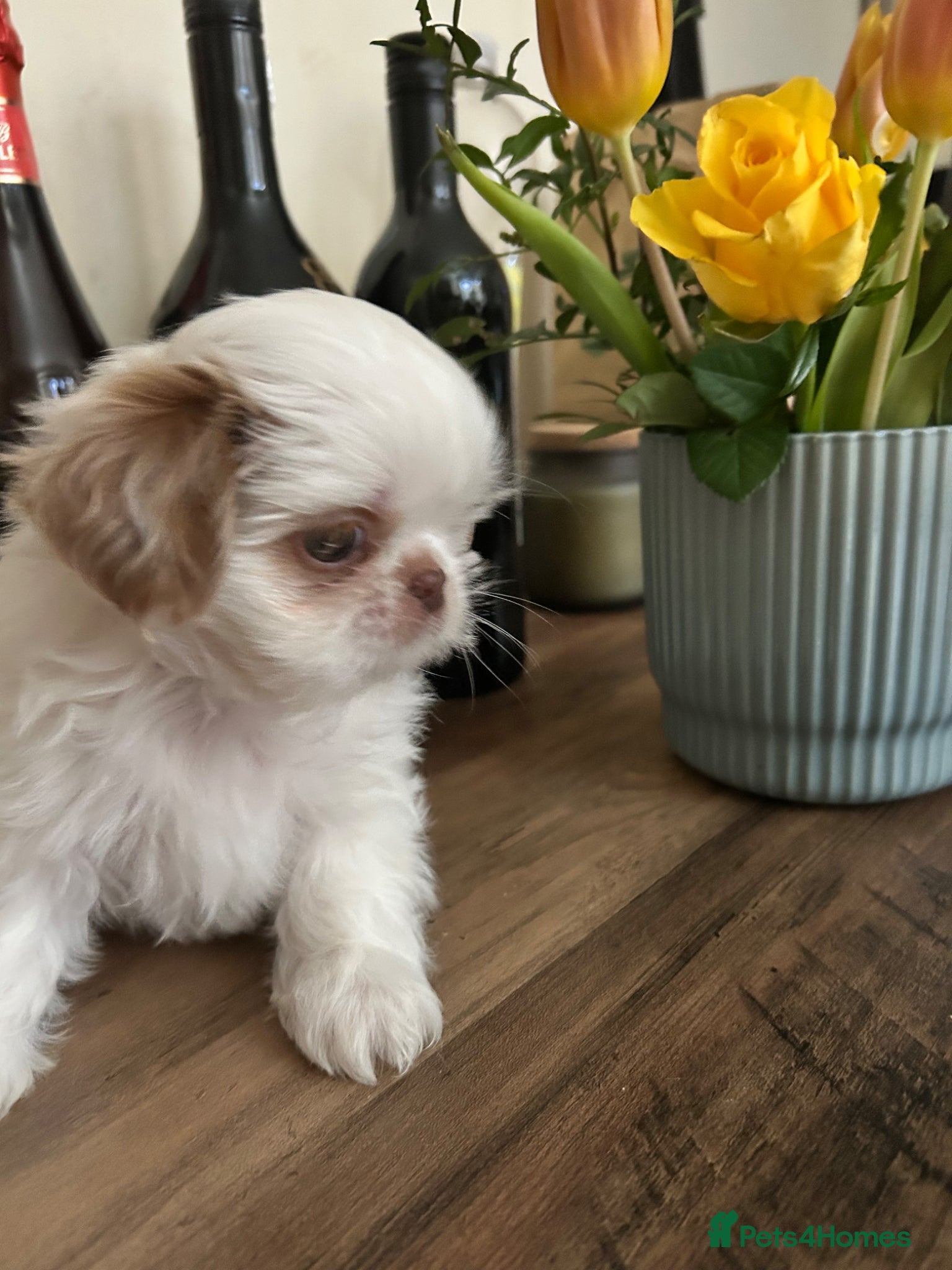 Shih Tzu dogs Quality dobie litter of KC imperial Shih Tzus  - Advert 2