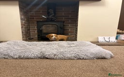Cocker Spaniel dogs for sale: Working cocker spaniel boy - Image 16