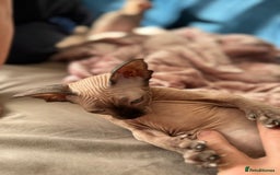 Sphynx cats for sale: Sweet Cream Sphynx Kitten looking for a family - Image 4