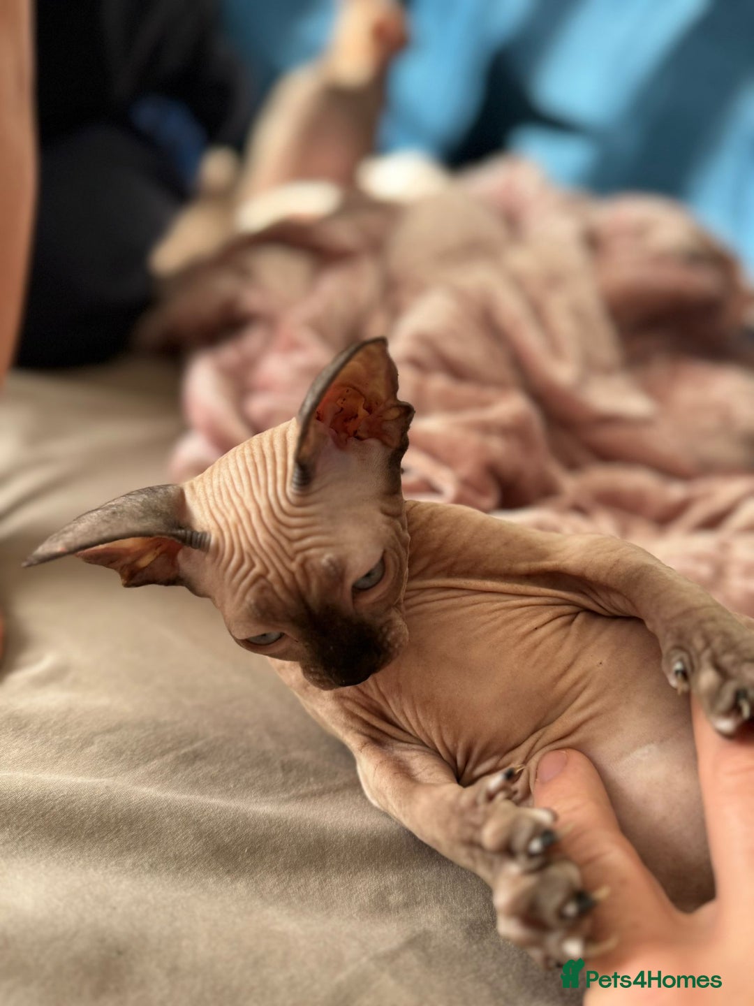Sphynx cats for sale: Sweet Cream Sphynx Kitten looking for a family - Image 4