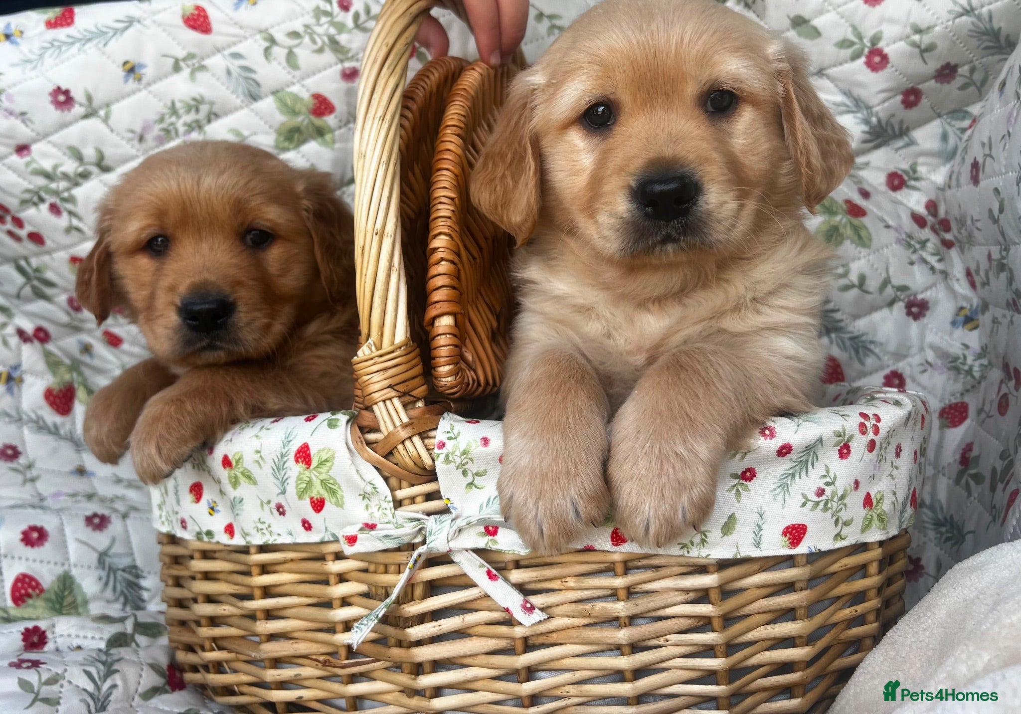 Golden Retriever dogs KC registered golden retriever for sale  - Advert 2