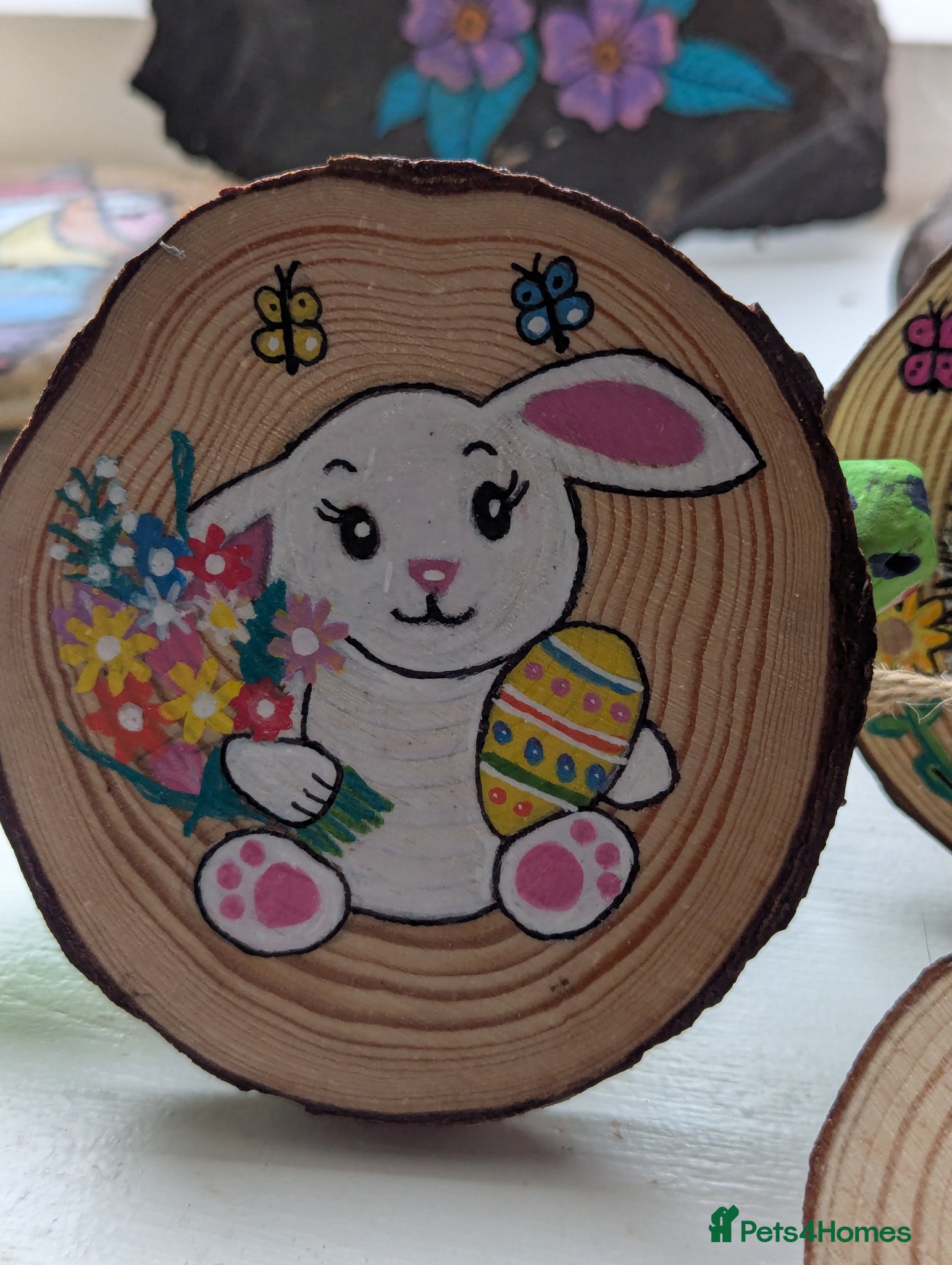 Pygmy Hedgehog rodents Beautiful Baby Hoglets Ready Now/ REDUCED!!! - Advert 2