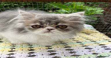Persian cats - Advert 14