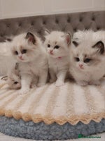 Ragdoll cats Beautiful Ragdoll kittens raised with ❤️ - Advert 11