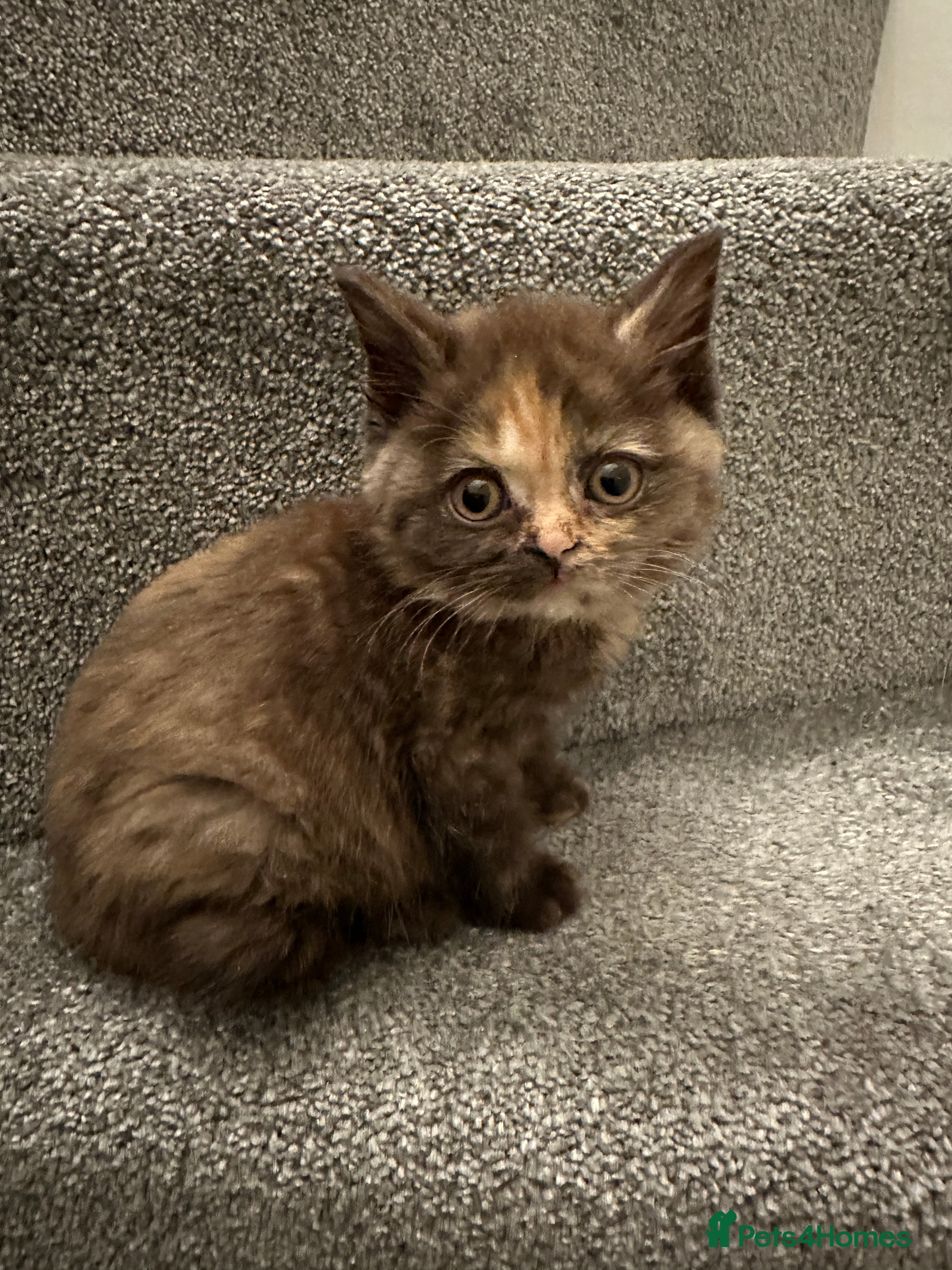 British Shorthair cats 😻Beautiful Chocolate Tortie BSH Kittens😻🎀 - Advert 2