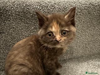 British Shorthair cats 😻Beautiful Chocolate Tortie BSH Kittens😻🎀 - Advert 2