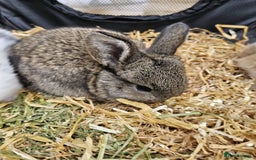 Mini Lop rabbits for sale: 🐰 Mini Lop Bunnies Looking for Forever Homes! 🏡 - Image 6