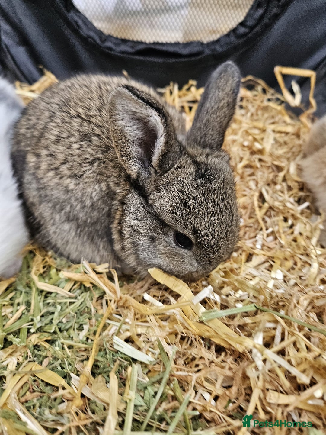 Mini Lop rabbits for sale: 🐰 Mini Lop Bunnies Looking for Forever Homes! 🏡 - Image 6