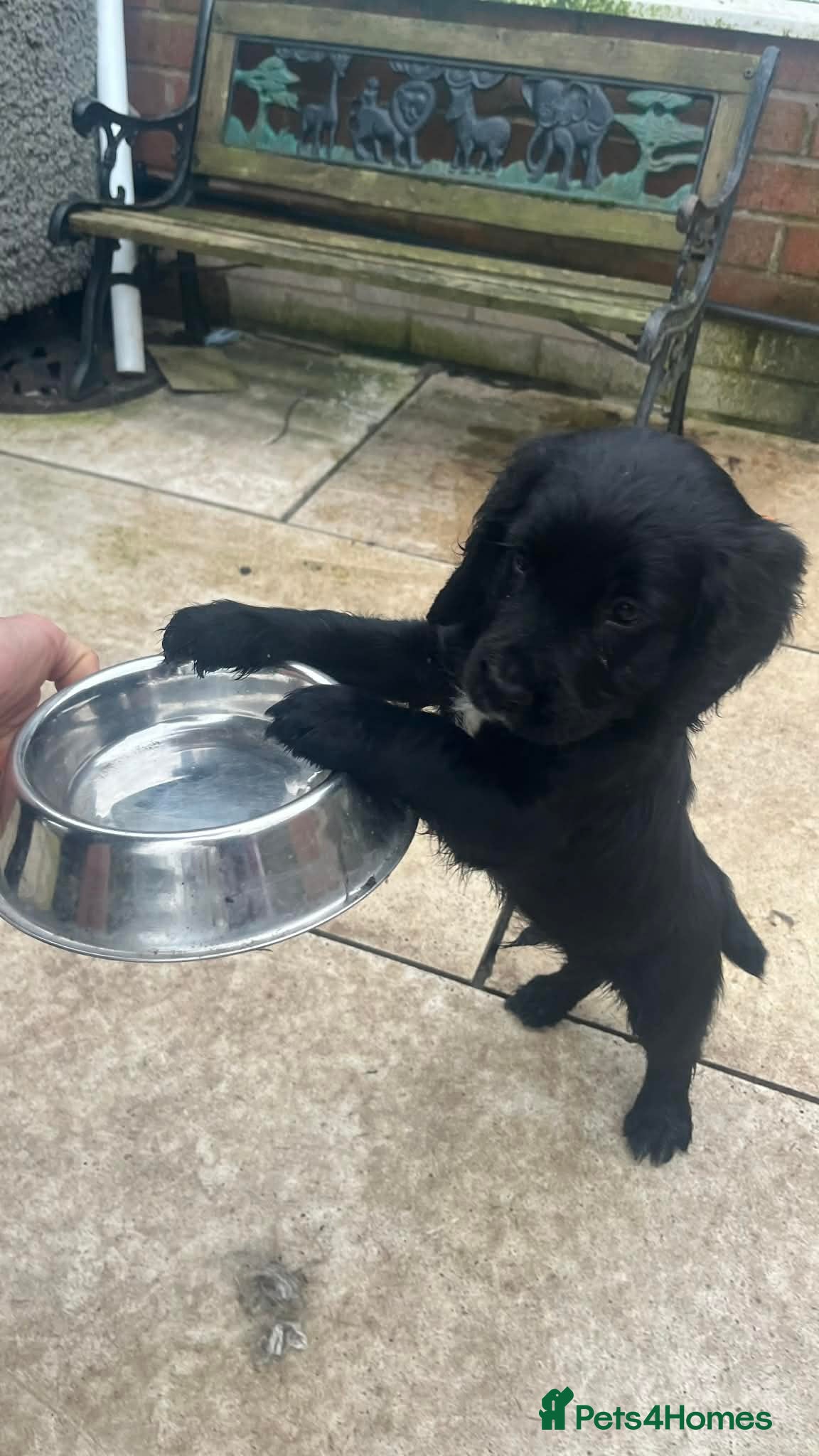 Sprocker dogs 2 male sprocker spaniel puppies - Advert 11