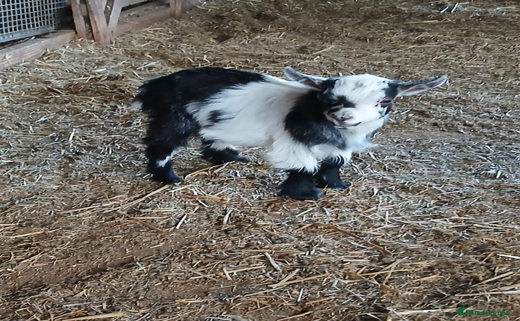Goats livestock - Advert 1