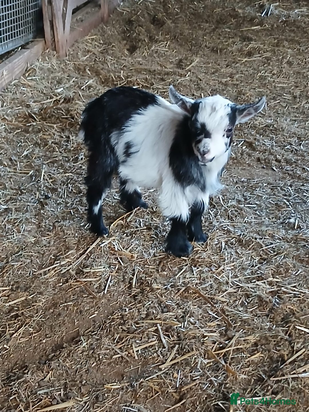 Goats livestock for sale: Pygmy Goat Wether kids for sale  - Image 1