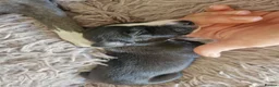 Whippet dogs for sale: Wonderful KC registered whippet puppies - Advert 14