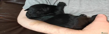 Giant Schnauzer Puppy 1