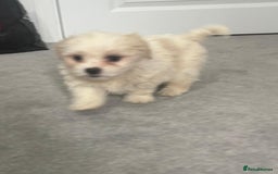 Maltese dogs for sale: Maltese puppies  - Image 7