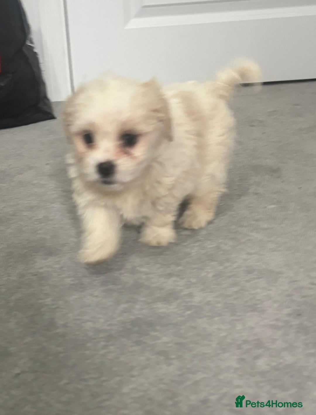 Maltese dogs for sale: Maltese puppies  - Image 7