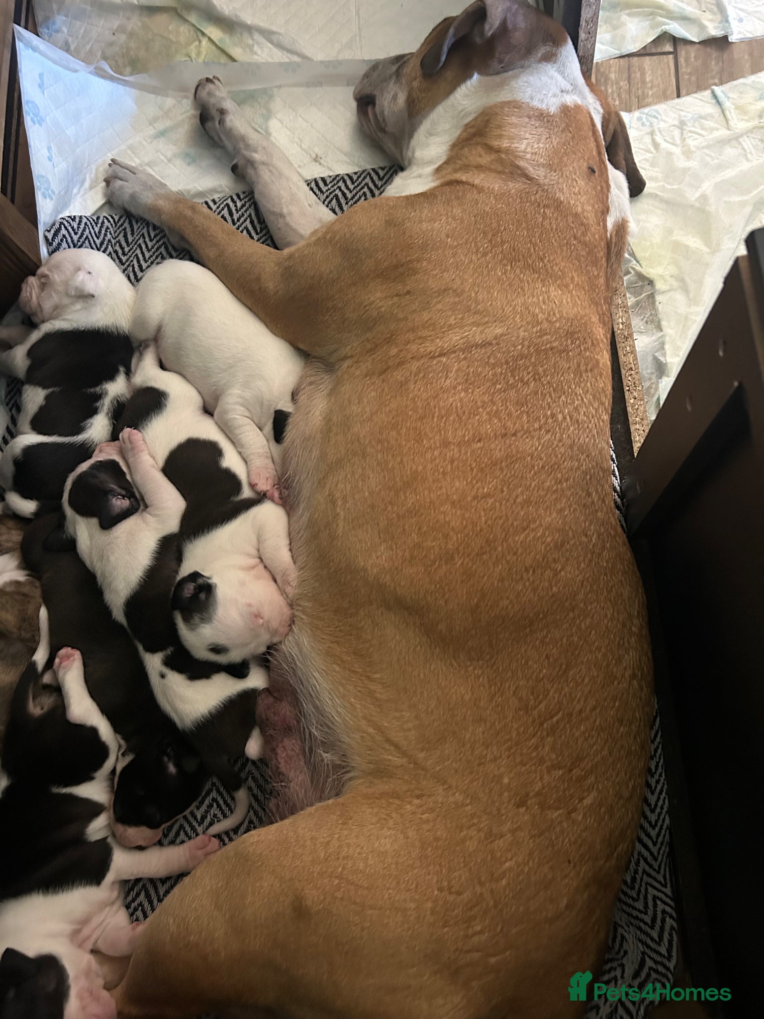 Mixed Breed dogs for sale: Last two puppies  remaining  - Advert 5
