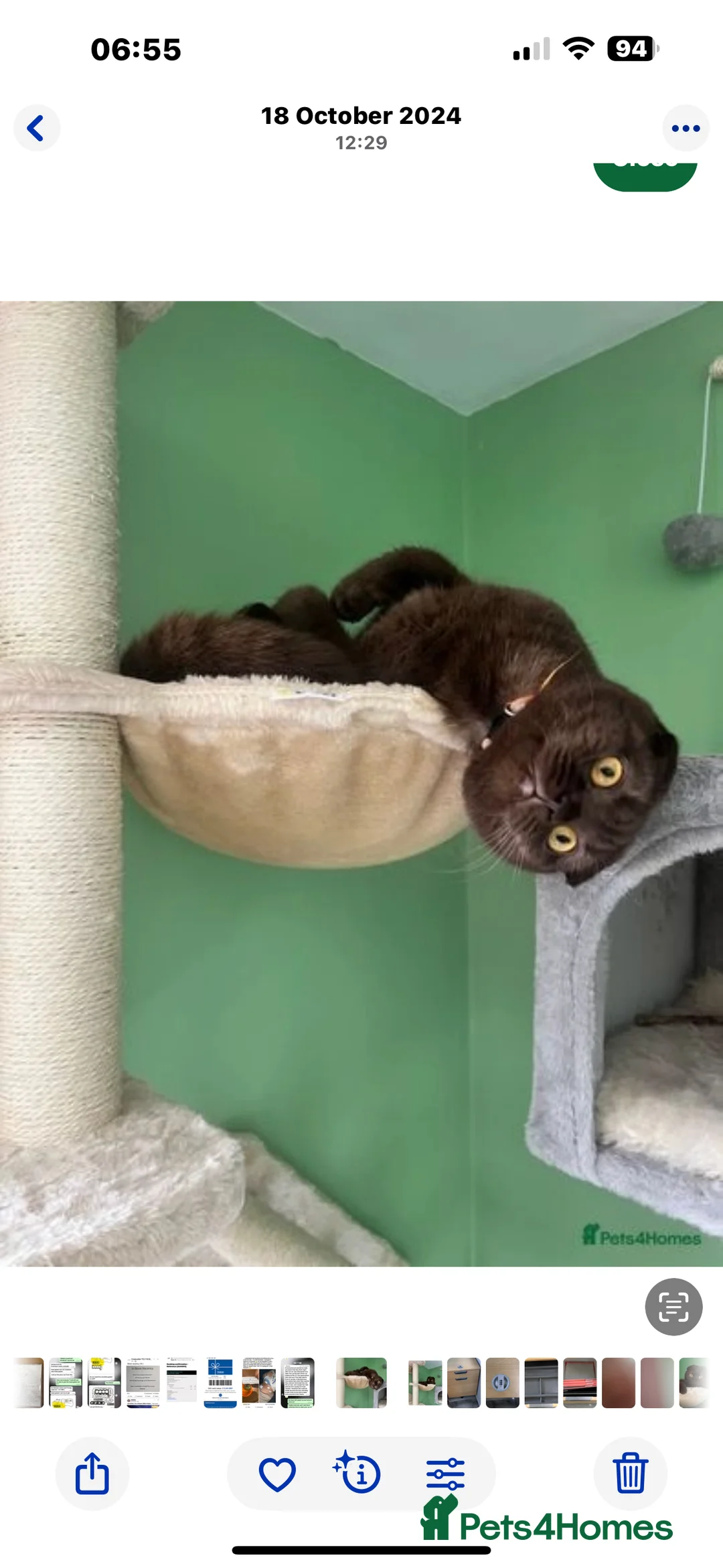 Scottish Fold cats for sale: Rare chocolate Scottish Fold Cat 🐾 - Advert 8