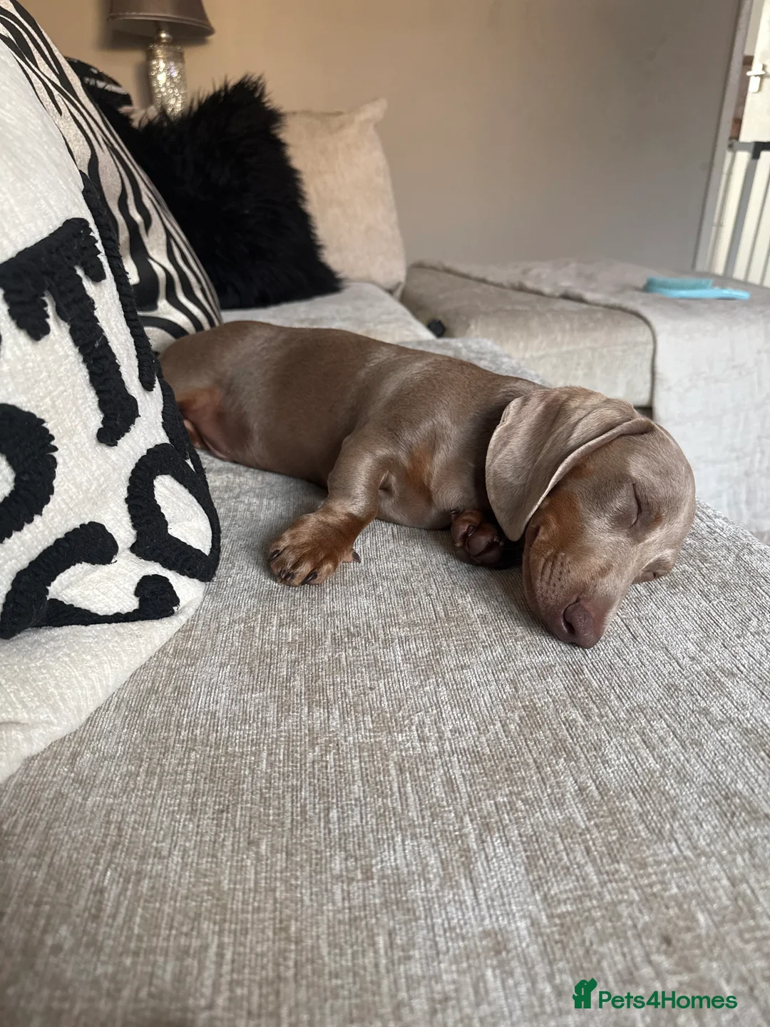 Dachshund dogs for sale: Chilli the sausage dog (dachshund) in Chester - Advert 1
