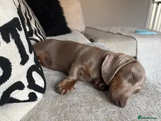 Dachshund dogs Chilli the sausage dog (dachshund) - Advert 1