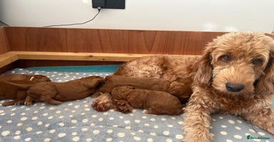 Goldendoodle dogs - Advert 9