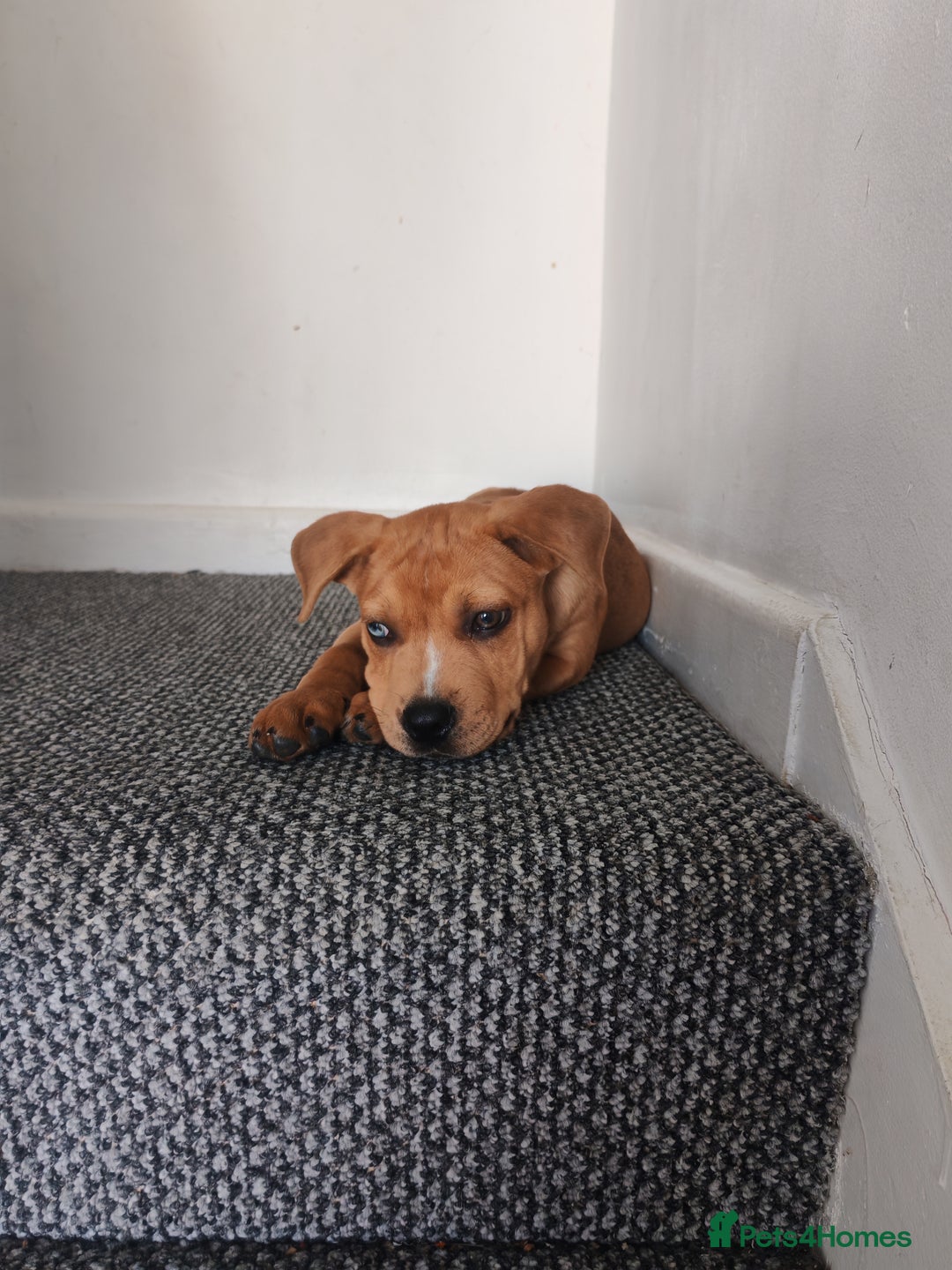 Mixed Breed dogs for sale: Handsome boy need a proper home - Image 6