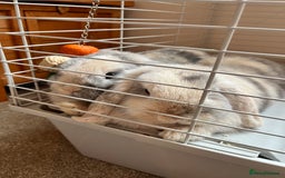 Mini Lop rabbits for sale: Brother & sister mini lops for rehoming  - Image 3