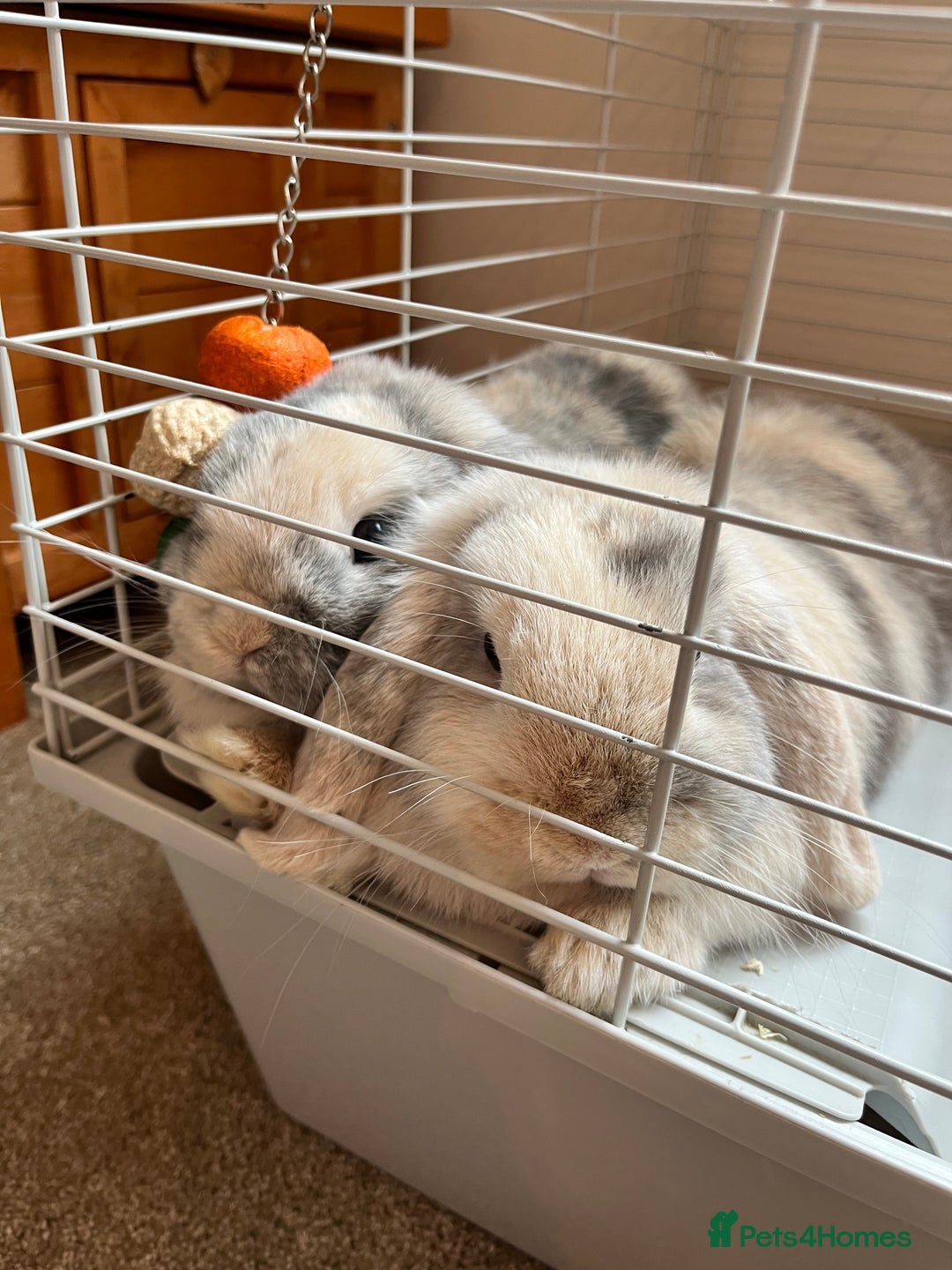 Mini Lop rabbits for sale: Brother & sister mini lops for rehoming  - Image 3