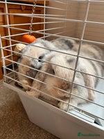 Mini Lop rabbits Brother & sister mini lops for rehoming - Advert 3