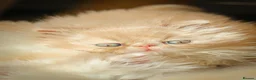 Exotic cats for sale: Gorgeous boy - Advert 3