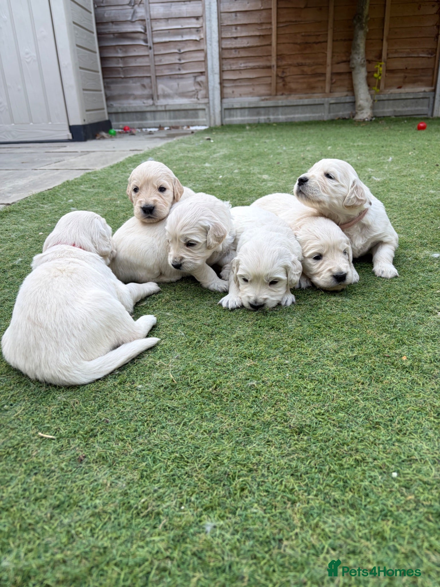 Golden Retriever dogs KC registered golden retriever puppies available  - Advert 1