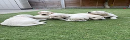 Golden Retriever dogs for sale: KC registered golden retriever puppies available  in Cambridge - Advert 1