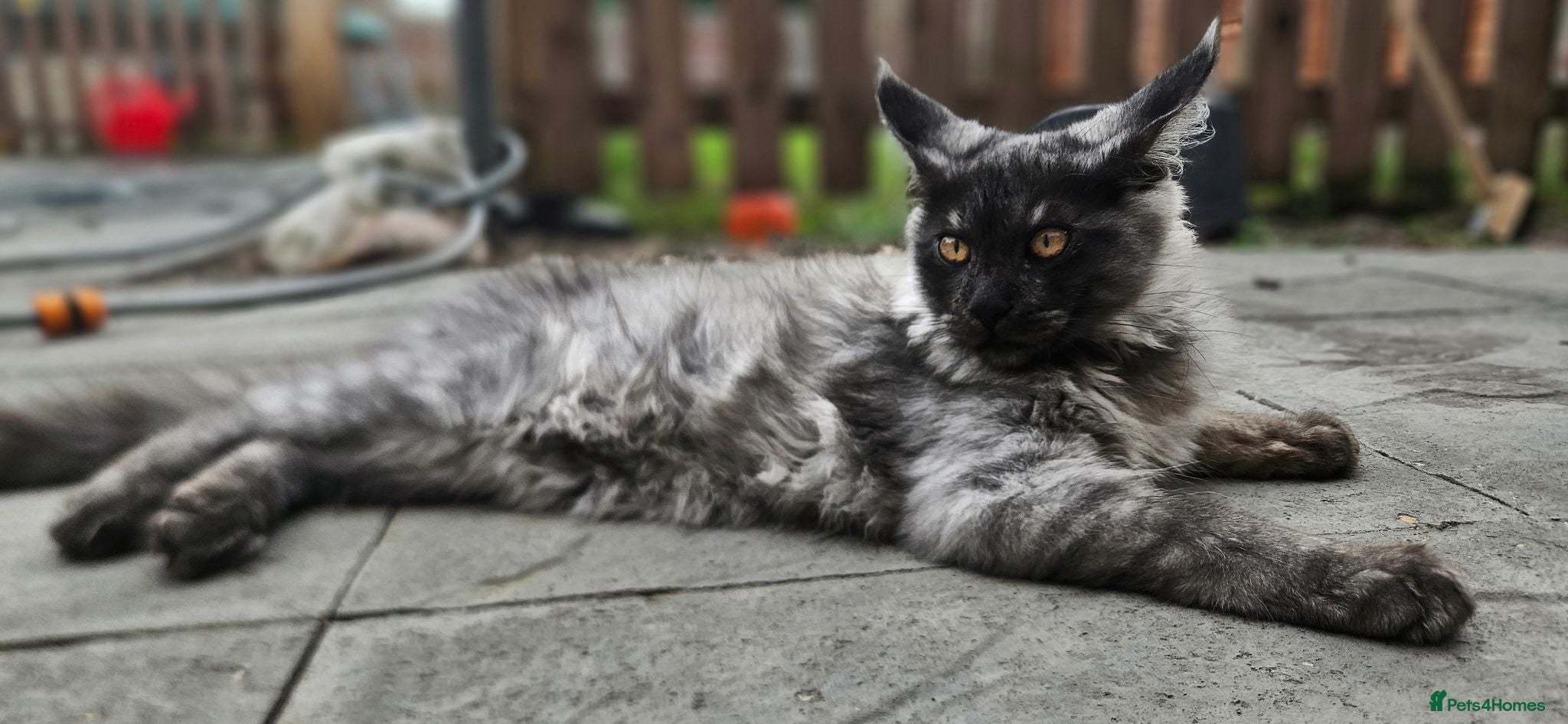 Maine Coon cats Purebred mainecoon - Advert 1