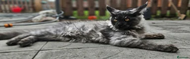 Maine Coon 1