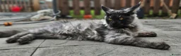 Maine Coon cats for sale: Purebred mainecoon - Advert 1