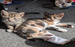 Mixed Breed cats for sale: Calico girl - Image 3
